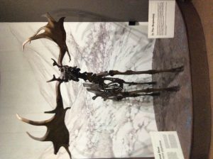 The Giant Deer or Irish Elk